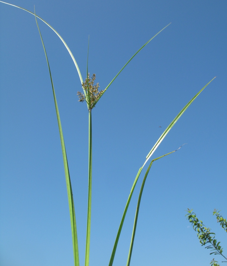 Изображение особи Juncellus serotinus.