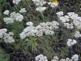 Achillea nobilis. Верхушка цветущего растения. Саратовская обл., Саратовский р-н, в разнотравной степи. 17 июля 2011 г.