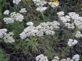 Achillea nobilis