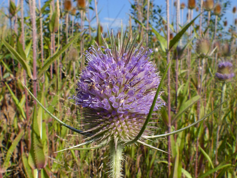 Изображение особи Dipsacus fullonum.