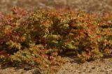 Euphorbia glyptosperma