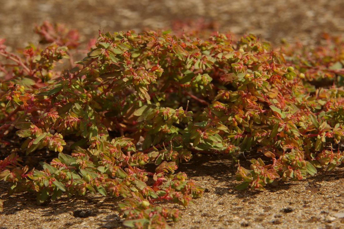 Изображение особи Euphorbia glyptosperma.