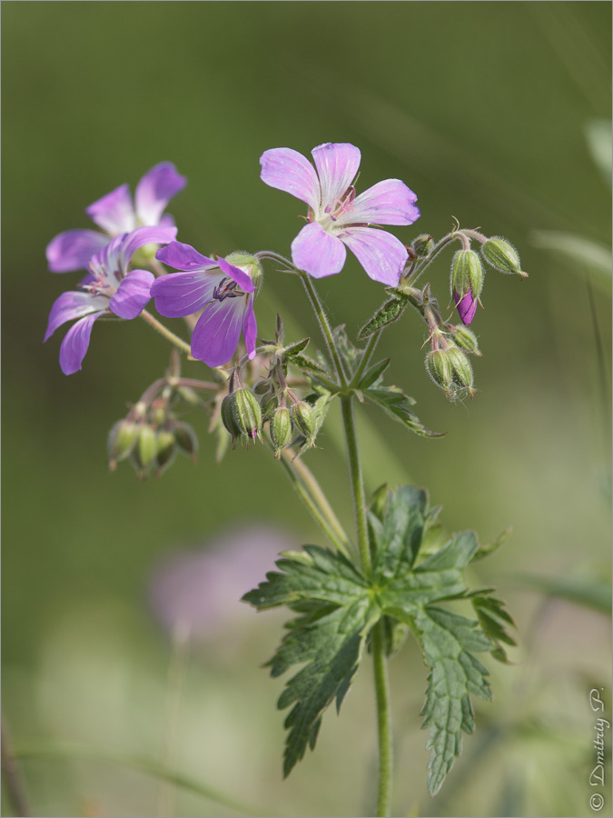 Изображение особи Geranium sylvaticum.