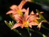 Hemerocallis × hybrida