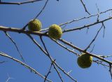 Maclura pomifera