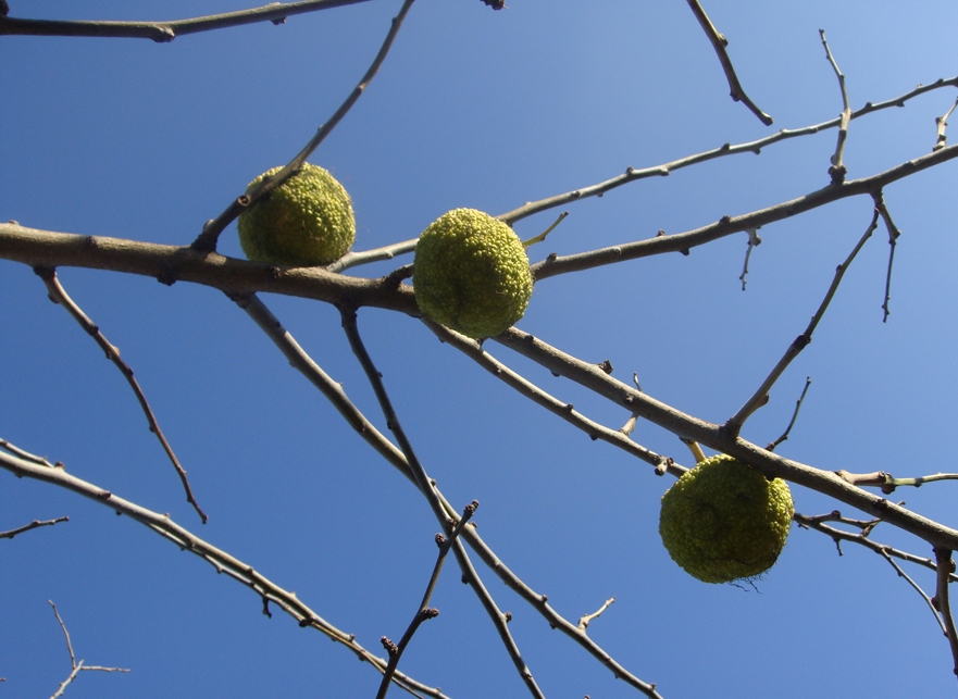 Изображение особи Maclura pomifera.