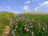 Trifolium dichroanthum