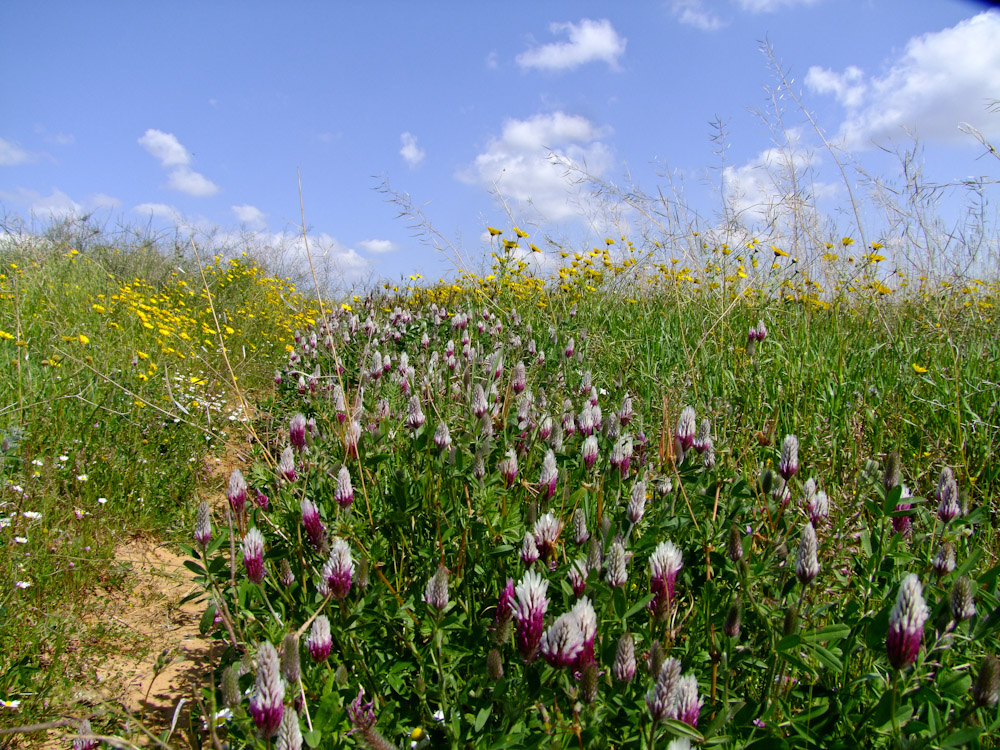 Image of Trifolium dichroanthum specimen.