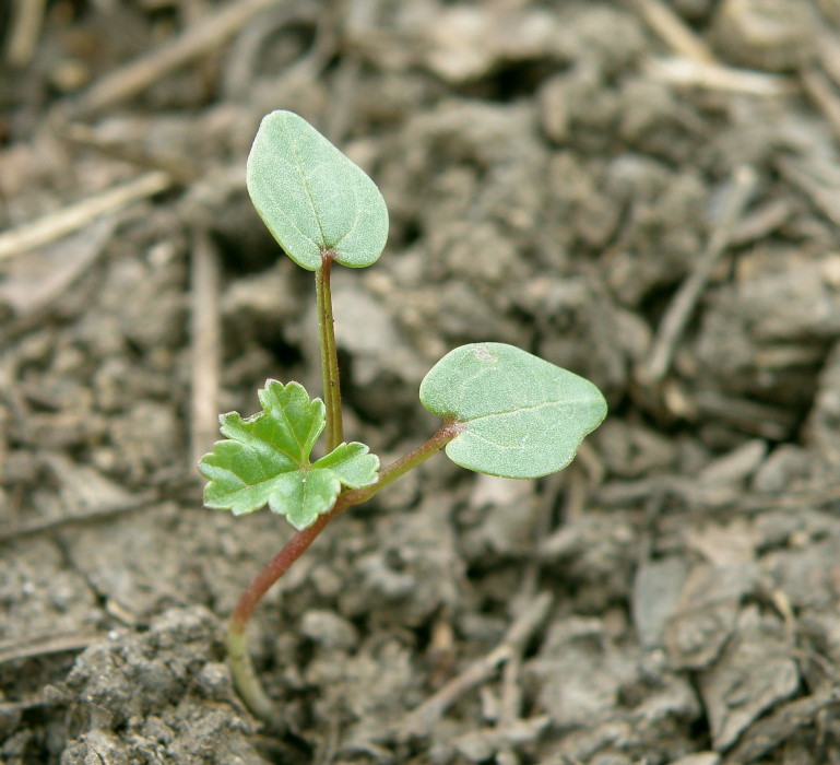 Image of Malva pusilla specimen.