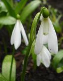 Galanthus panjutinii