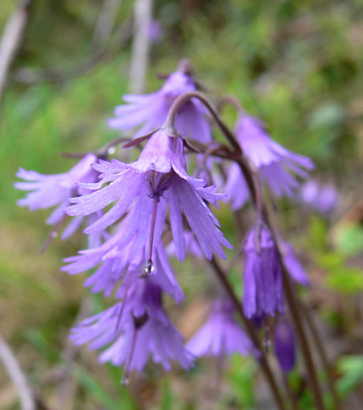 Image of Soldanella montana specimen.