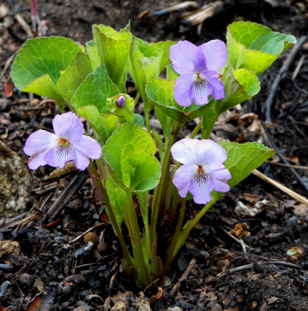 Изображение особи Viola brachysepala.