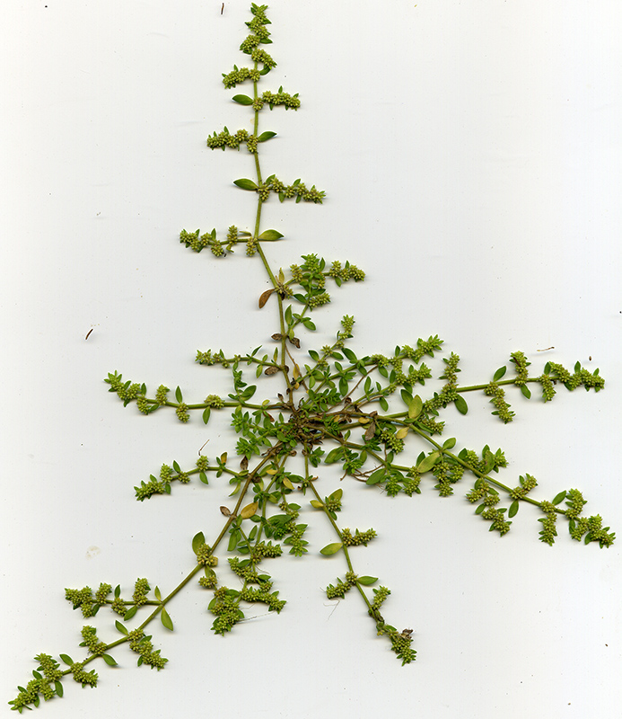 Image of Herniaria glabra specimen.
