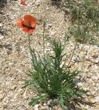 Papaver laevigatum. Цветущее растение. Ейский полуостров, коса Долгая. 16.05.2012.
