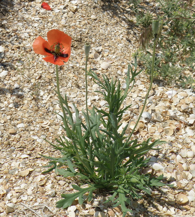 Image of Papaver laevigatum specimen.