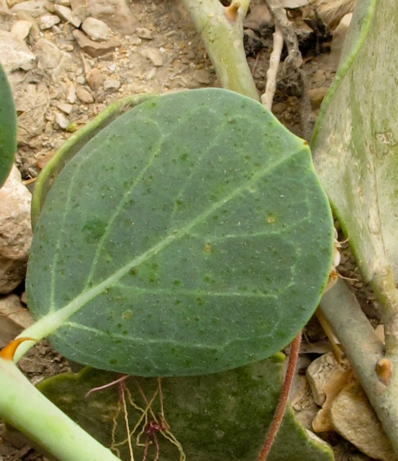 Image of Capparis aegyptia specimen.