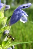 Dracocephalum ruyschiana. Цветок. Новосибирская обл., Искитимский р-н, окр. пгт Линёво. 9 июня 2012 г.
