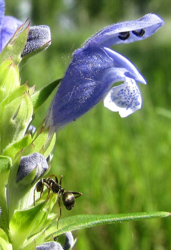 Изображение особи Dracocephalum ruyschiana.