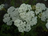 genus Achillea