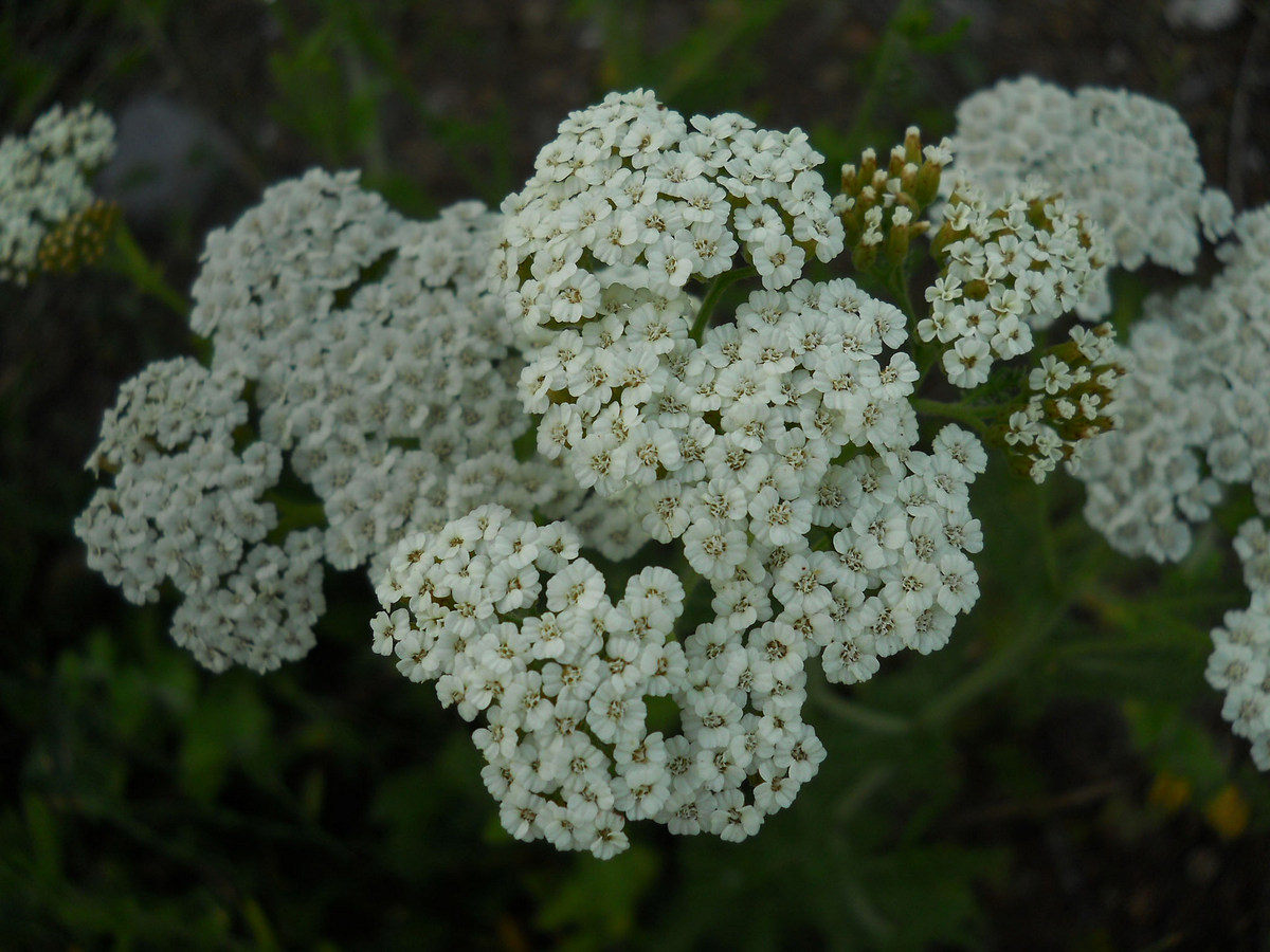 Изображение особи род Achillea.