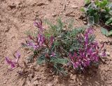 Astragalus rostratus