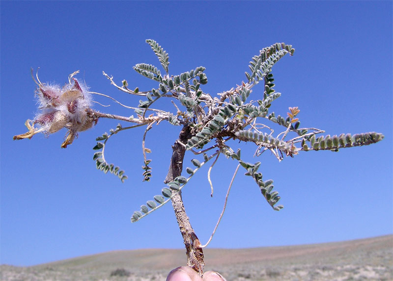 Изображение особи Astragalus neoalbanicus.