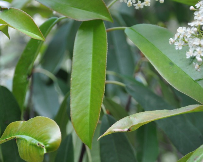 Image of Photinia serratifolia specimen.