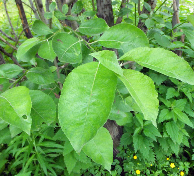 Image of Salix caprea specimen.
