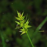 Carex spicata