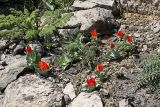 Tulipa greigii