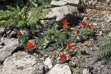Tulipa greigii. Цветущие растения. Южный Казахстан, хр. Боролдайтау, гора Нурбай; 1200 м н.у.м. 23.04.2012.