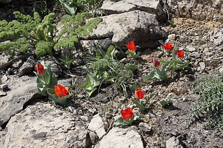 Image of Tulipa greigii specimen.