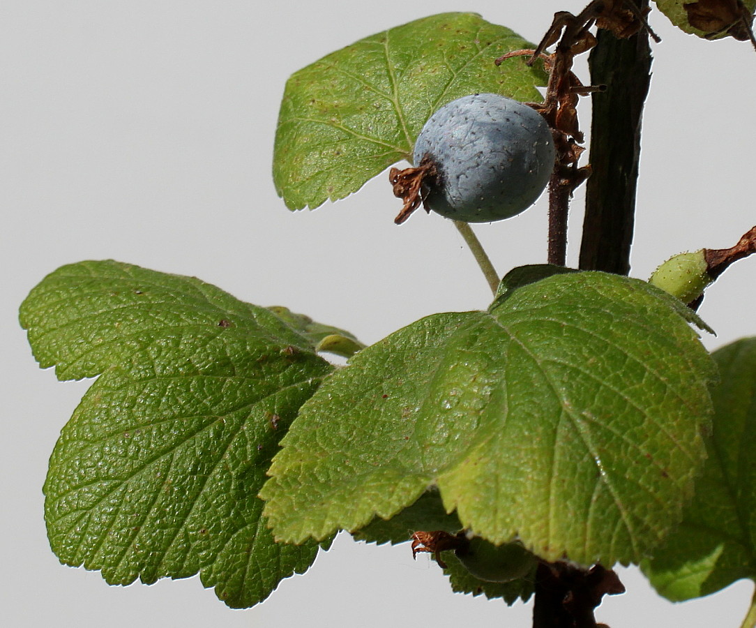 Изображение особи Ribes sanguineum.