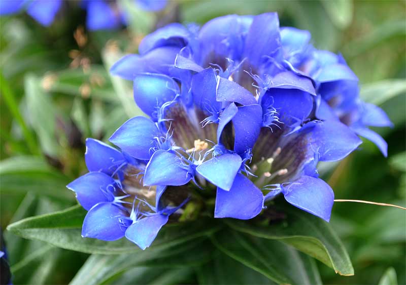 Image of Gentiana septemfida specimen.