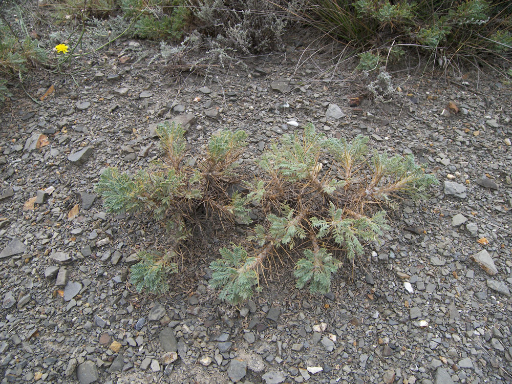 Изображение особи Astragalus denudatus.