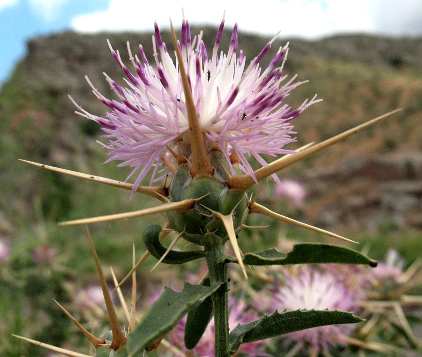 Изображение особи Centaurea iberica.