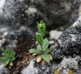 Draba nemorosa