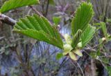 Alnus glutinosa