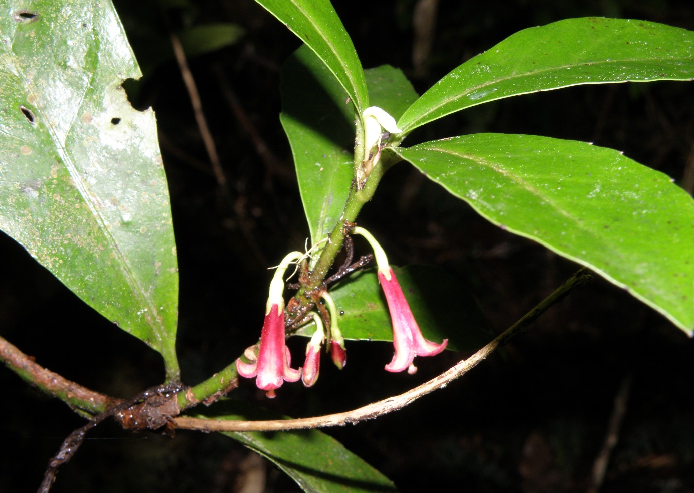 Image of Alseuosmia turneri specimen.