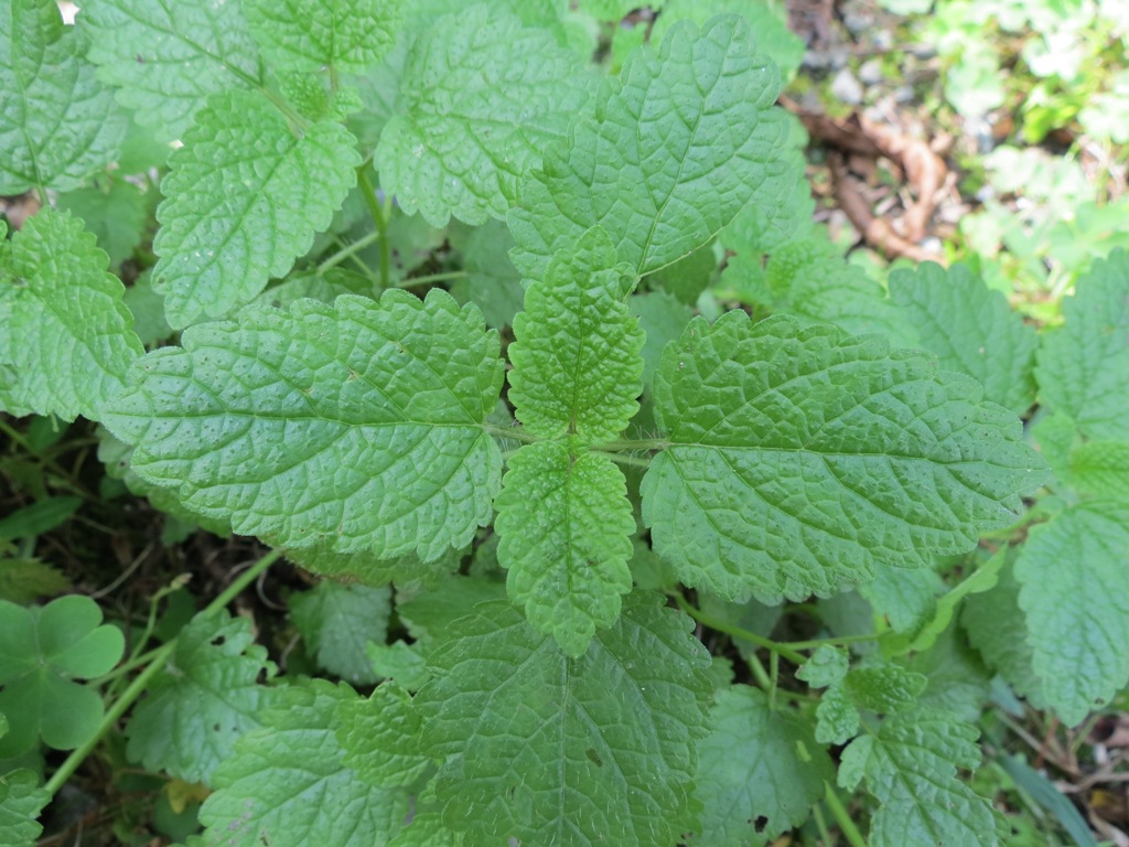 Image of Melissa officinalis specimen.