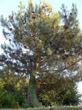 Pinus