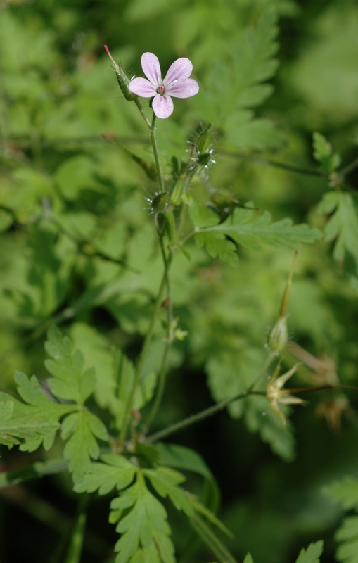 Image of Geranium robertianum specimen.