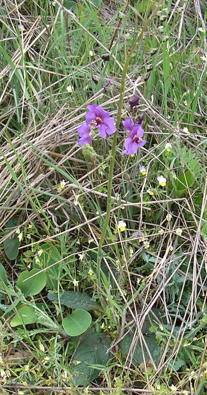 Image of Verbascum phoeniceum specimen.