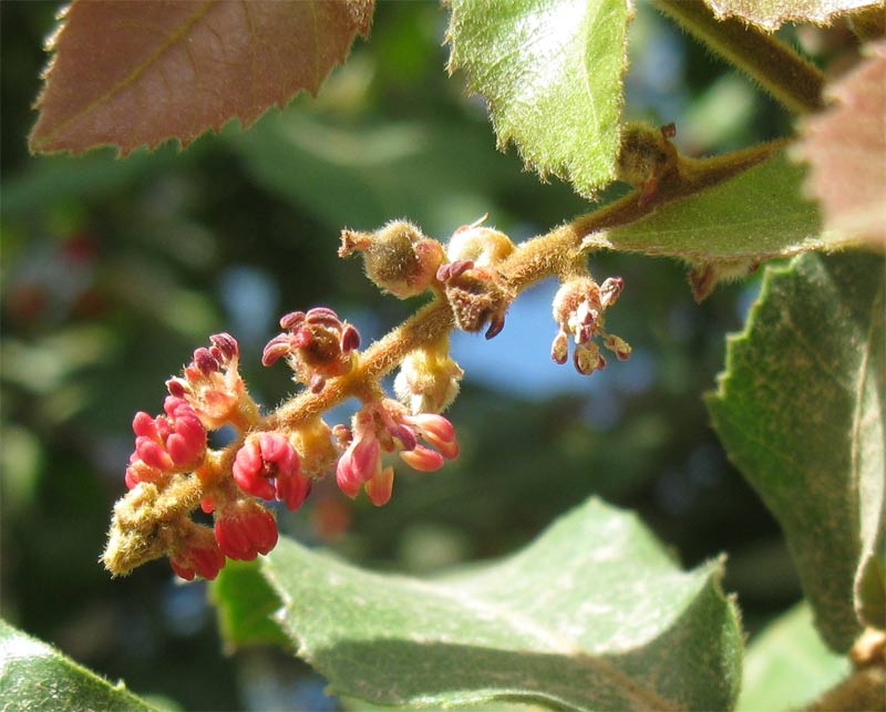 Изображение особи Alectryon tomentosum.