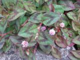 Persicaria capitata