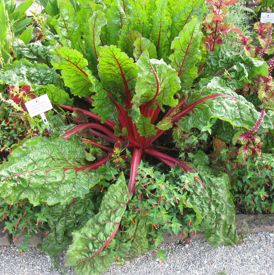 Image of Beta vulgaris ssp. cicla specimen.