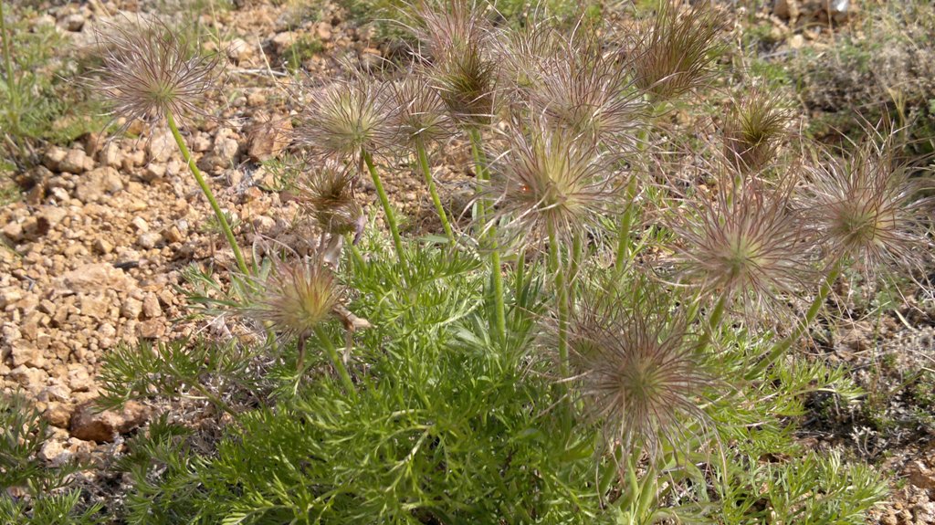 Image of Pulsatilla tenuiloba specimen.