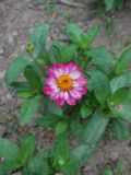 Zinnia elegans