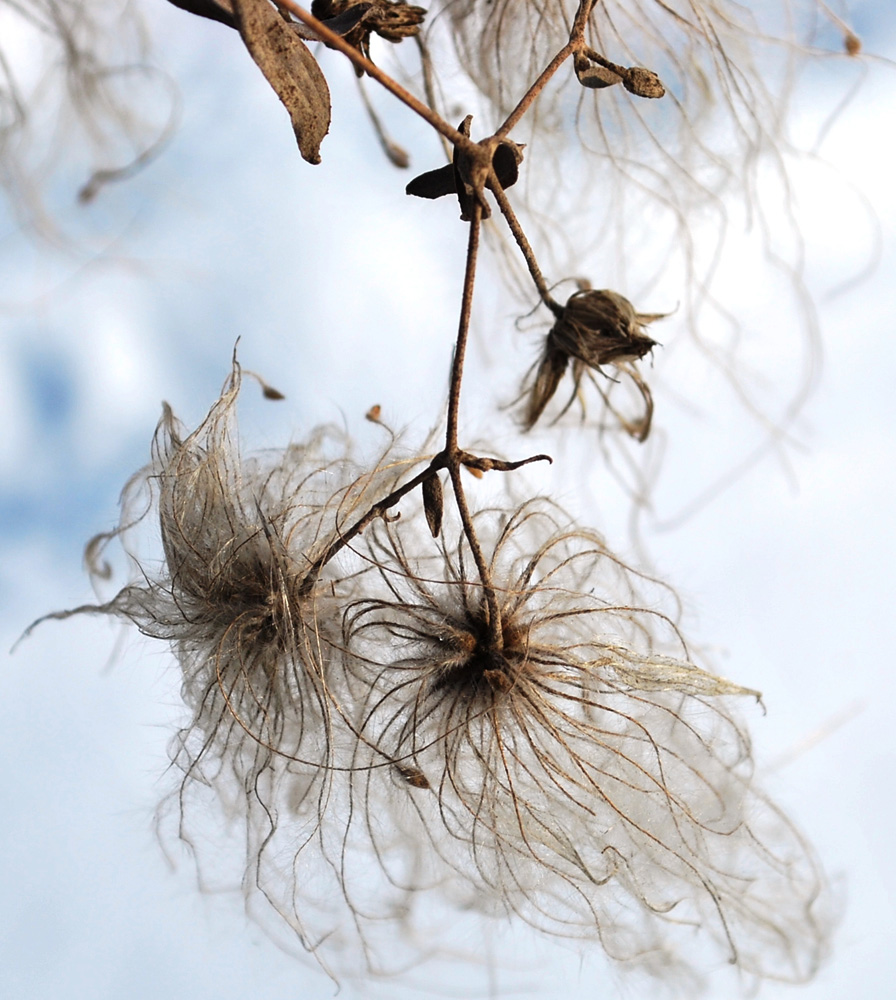 Image of Clematis orientalis specimen.