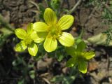 Ranunculus oxyspermus. Цветки. Украина, г. Запорожье, свалка промышленных отходов Запорожабразива на выезде на с. Степное. 02.05.2012.